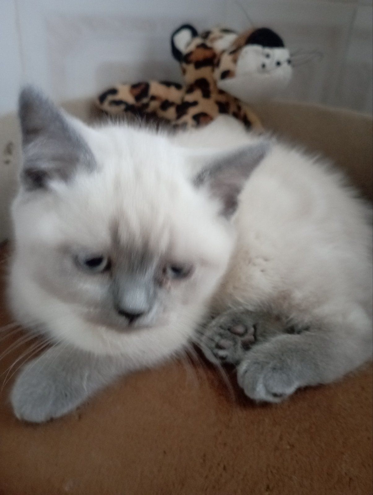 Розкішна Мраморна скоттиш страйт