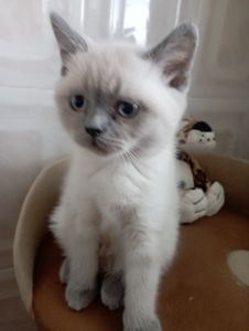 Розкішна Мраморна скоттиш страйт