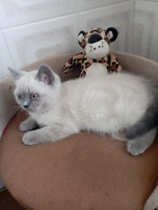 Розкішна Мраморна скоттиш страйт