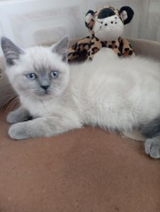 Розкішна Мраморна скоттиш страйт