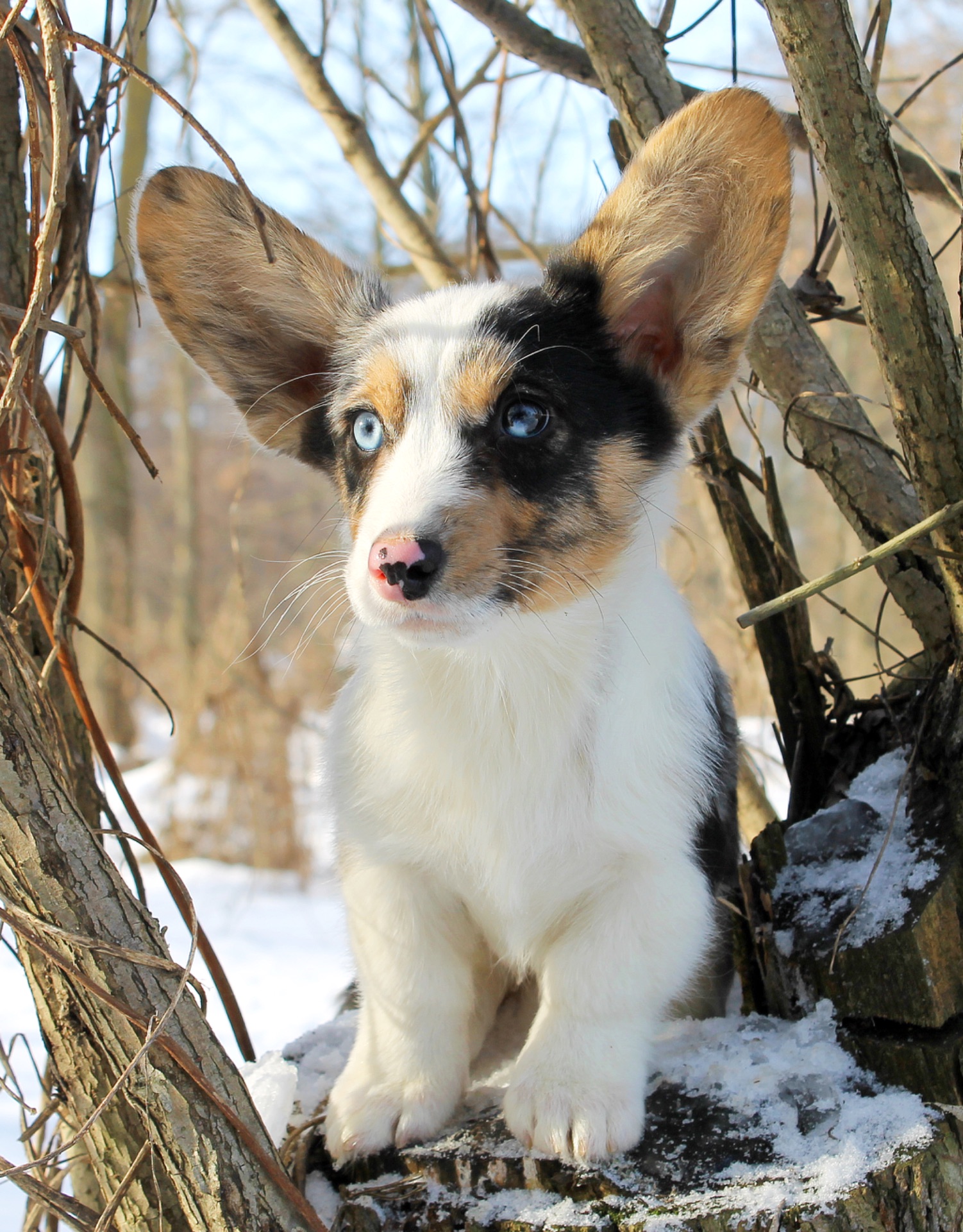 Прекрасні мраморні хлопчики коргі кардіган