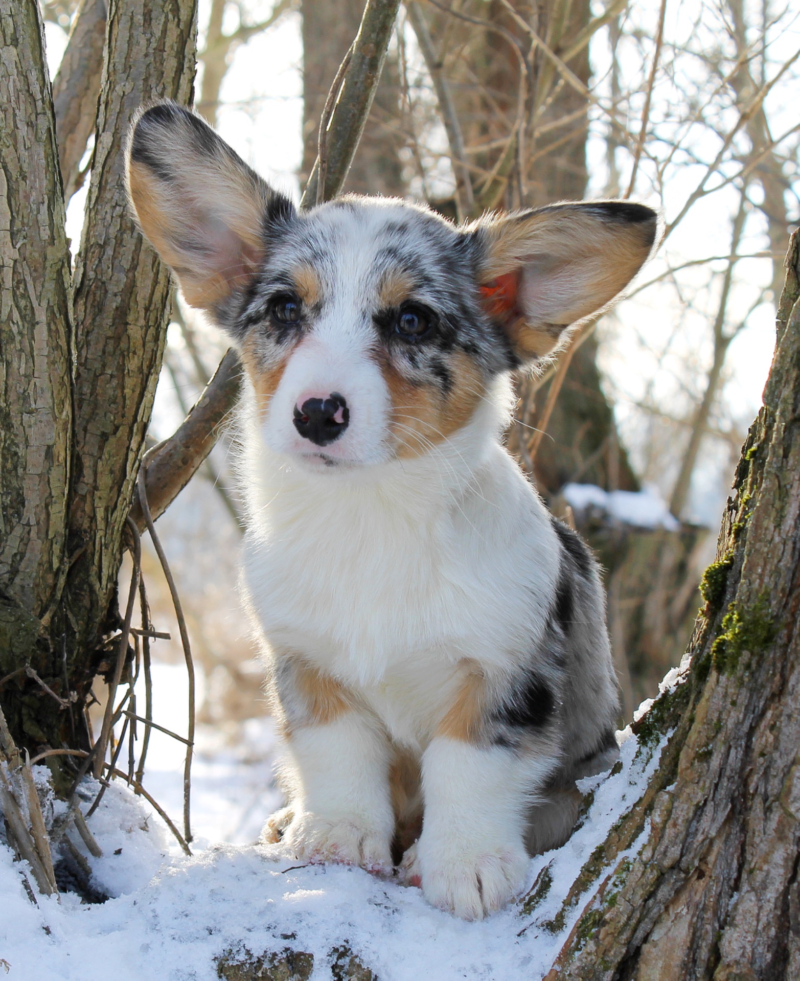Прекрасні мраморні хлопчики коргі кардіган