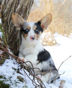 Прекрасні мраморні хлопчики коргі кардіган
