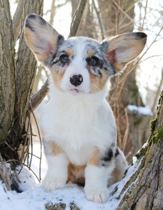 Прекрасні мраморні хлопчики коргі кардіган