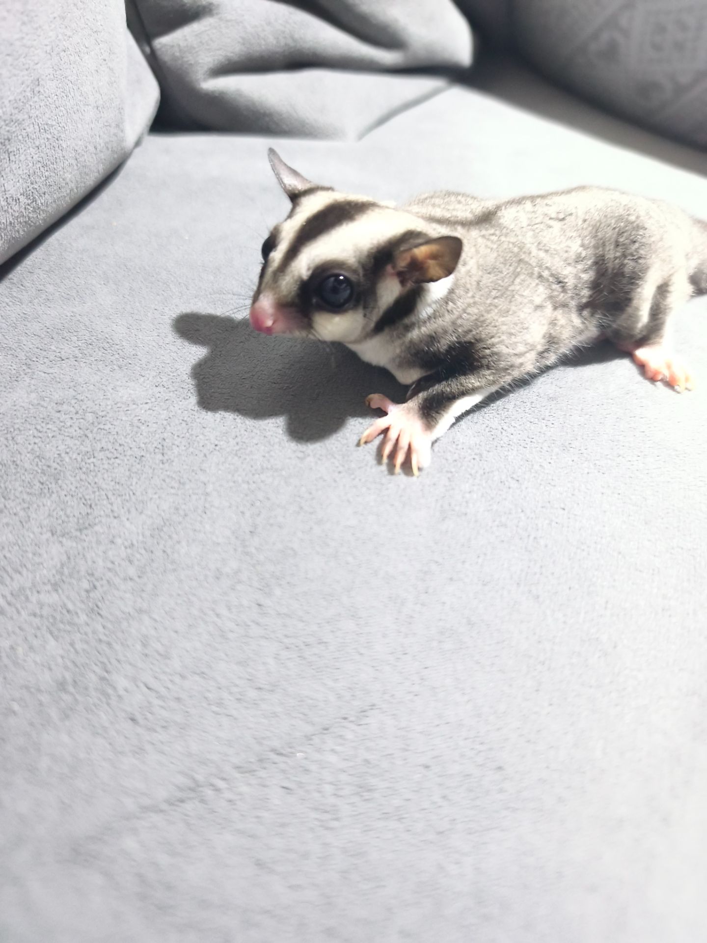 Цукровий поссум