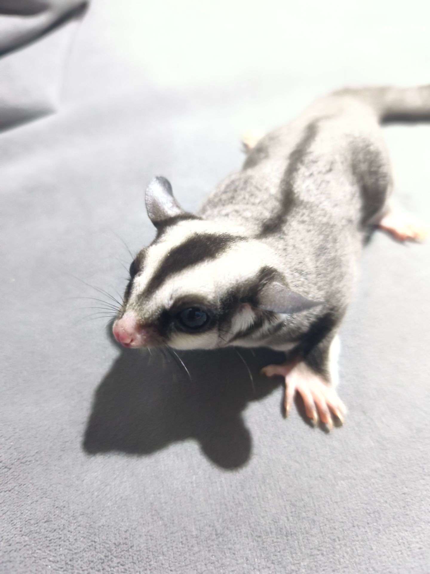 Цукровий поссум