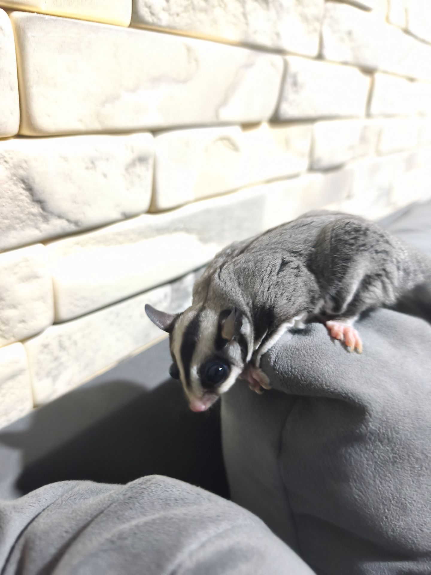 Цукровий поссум