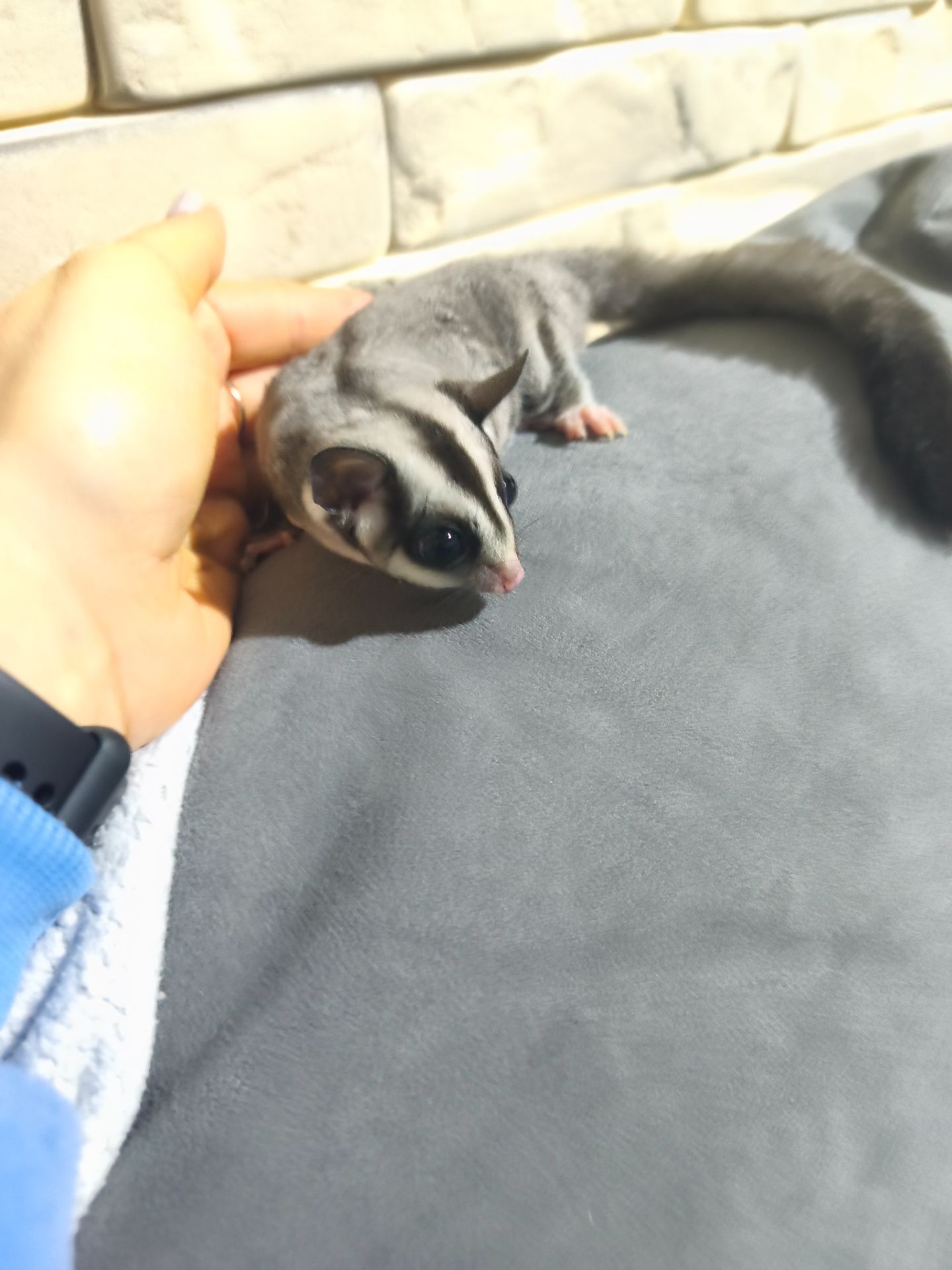 Цукровий поссум