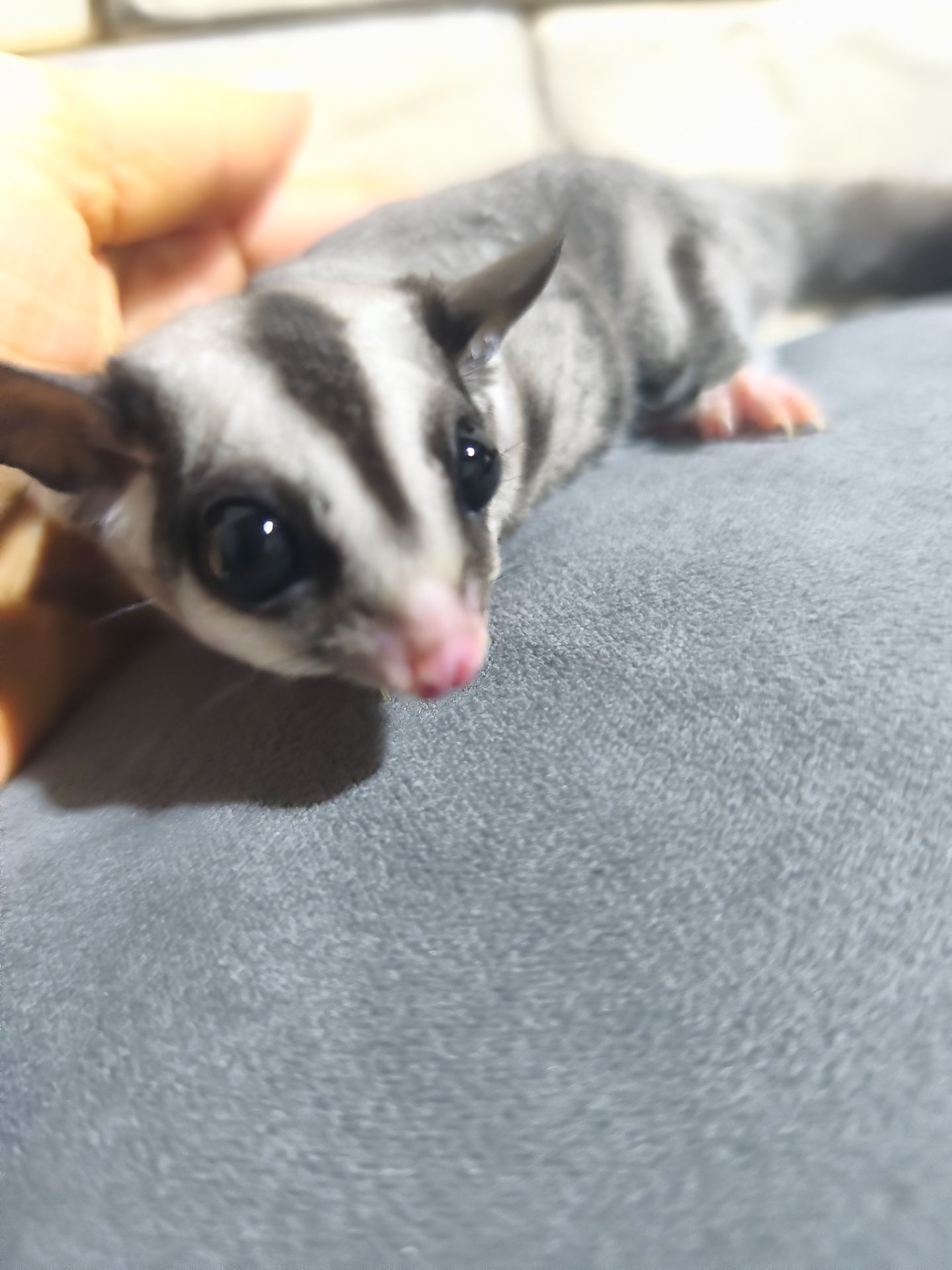 Цукровий поссум