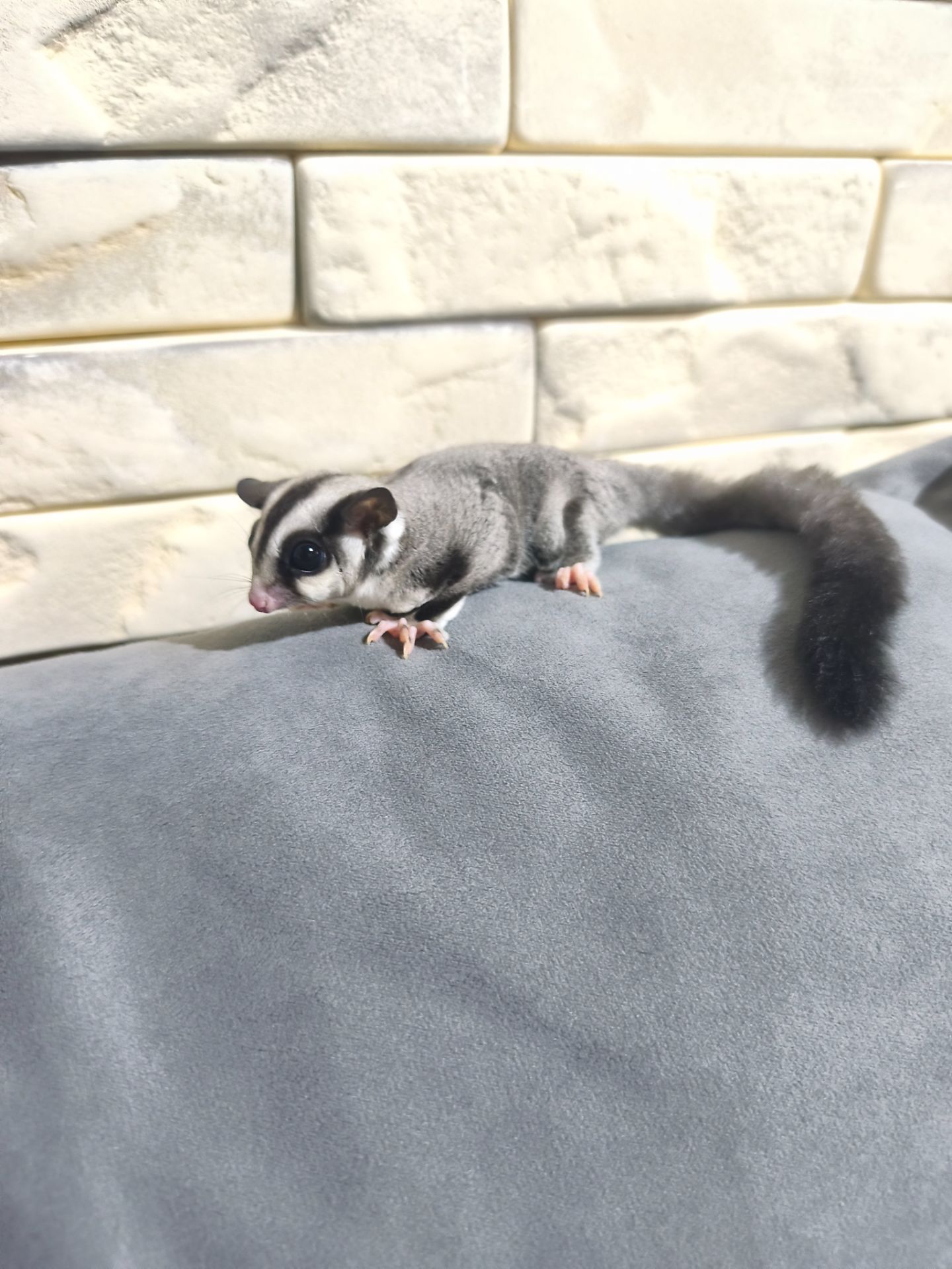 Цукровий поссум