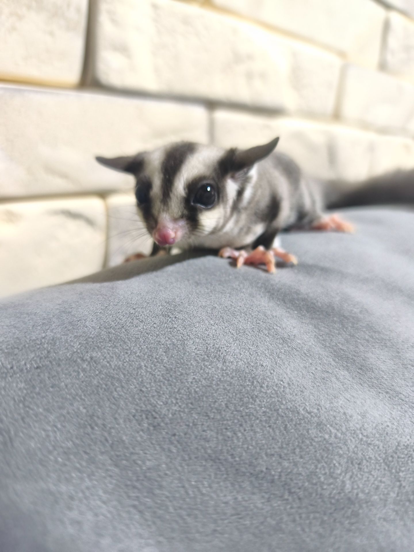 Цукровий поссум