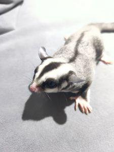 Цукровий поссум