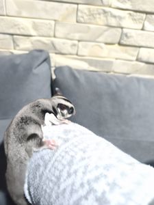 Цукровий поссум