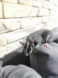 Цукровий поссум