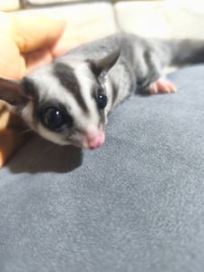 Цукровий поссум