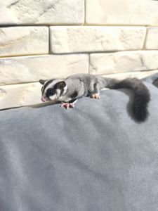 Цукровий поссум