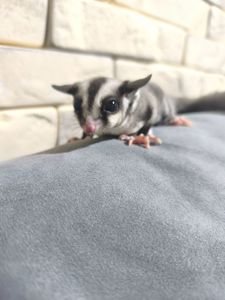 Цукровий поссум