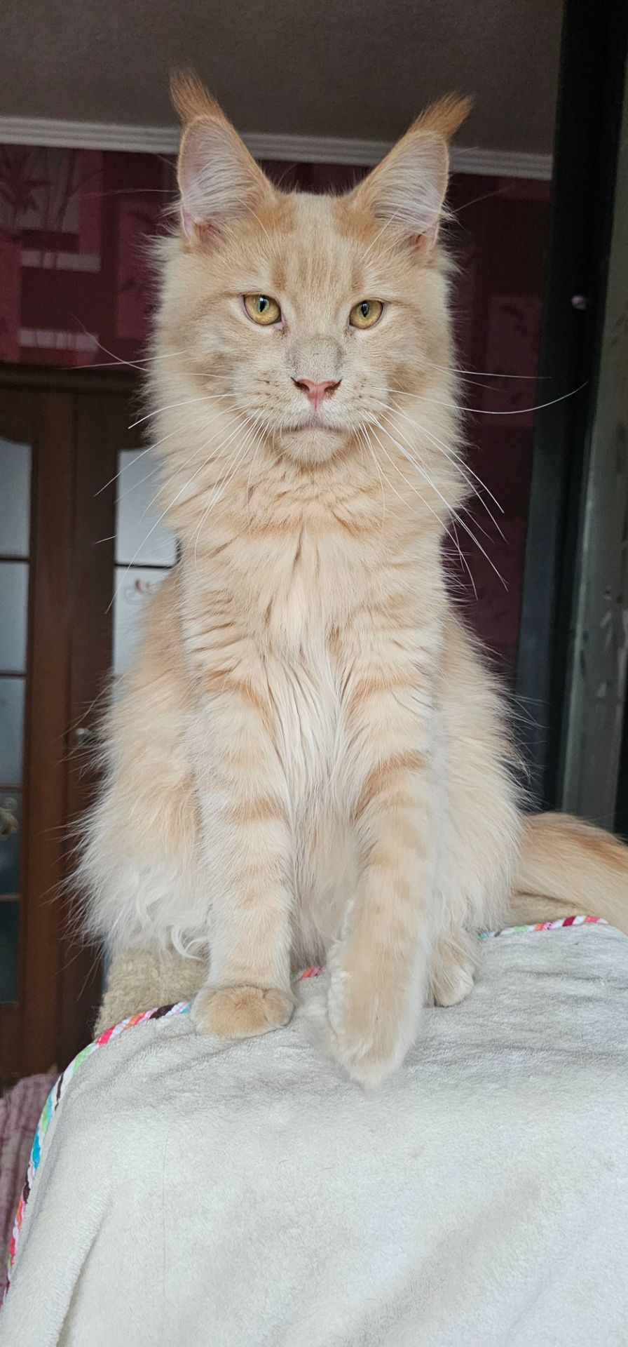 Кремовый мальчик мейн кун