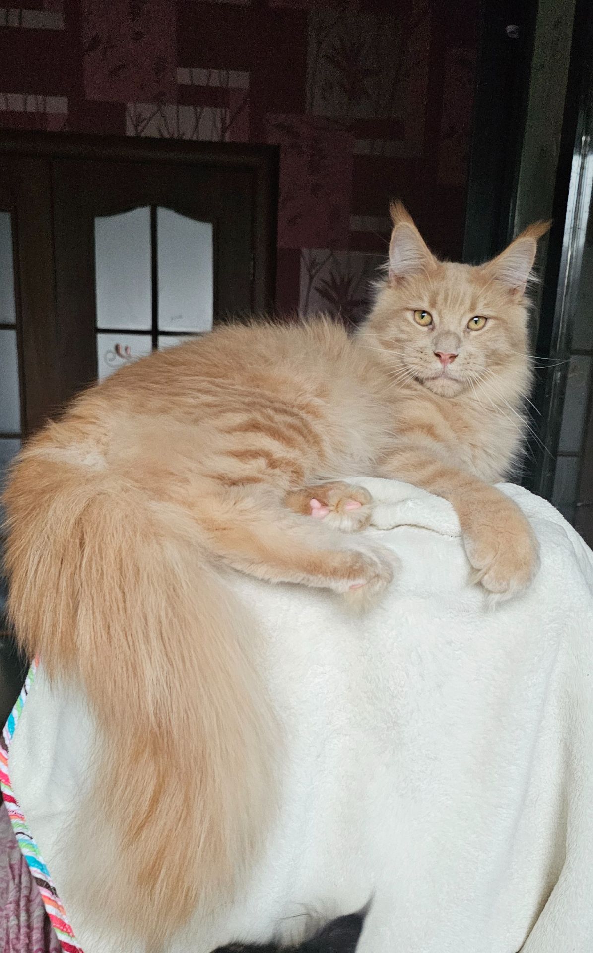 Кремовый мальчик мейн кун