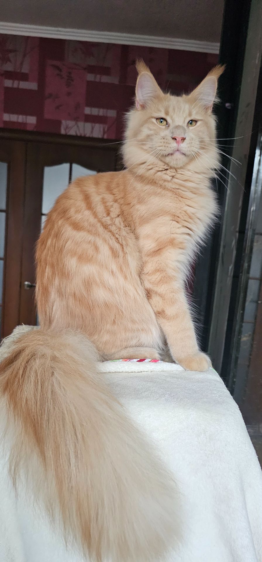 Кремовый мальчик мейн кун