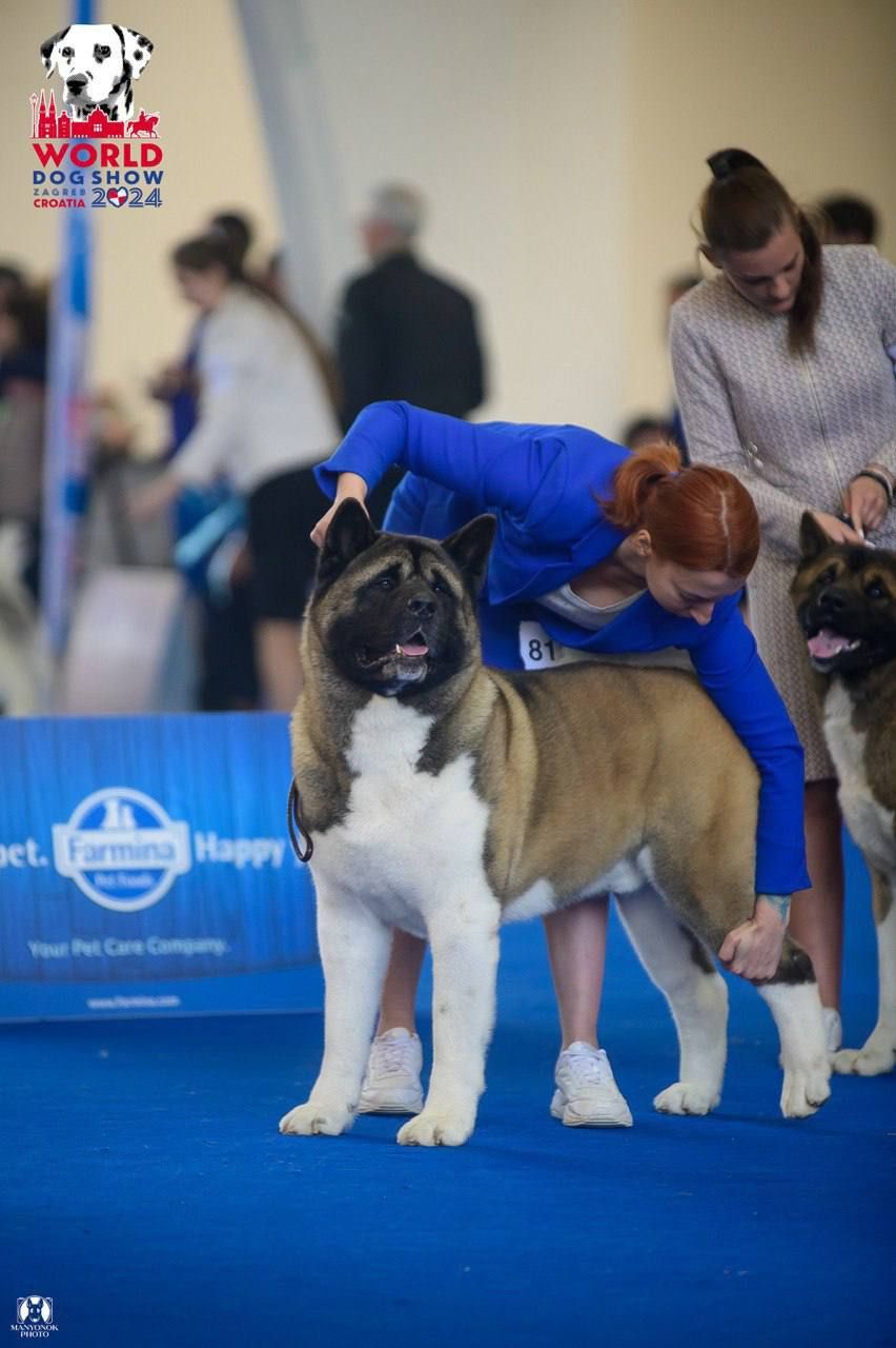 Открываем бронь на крутых щенков Американской акиты