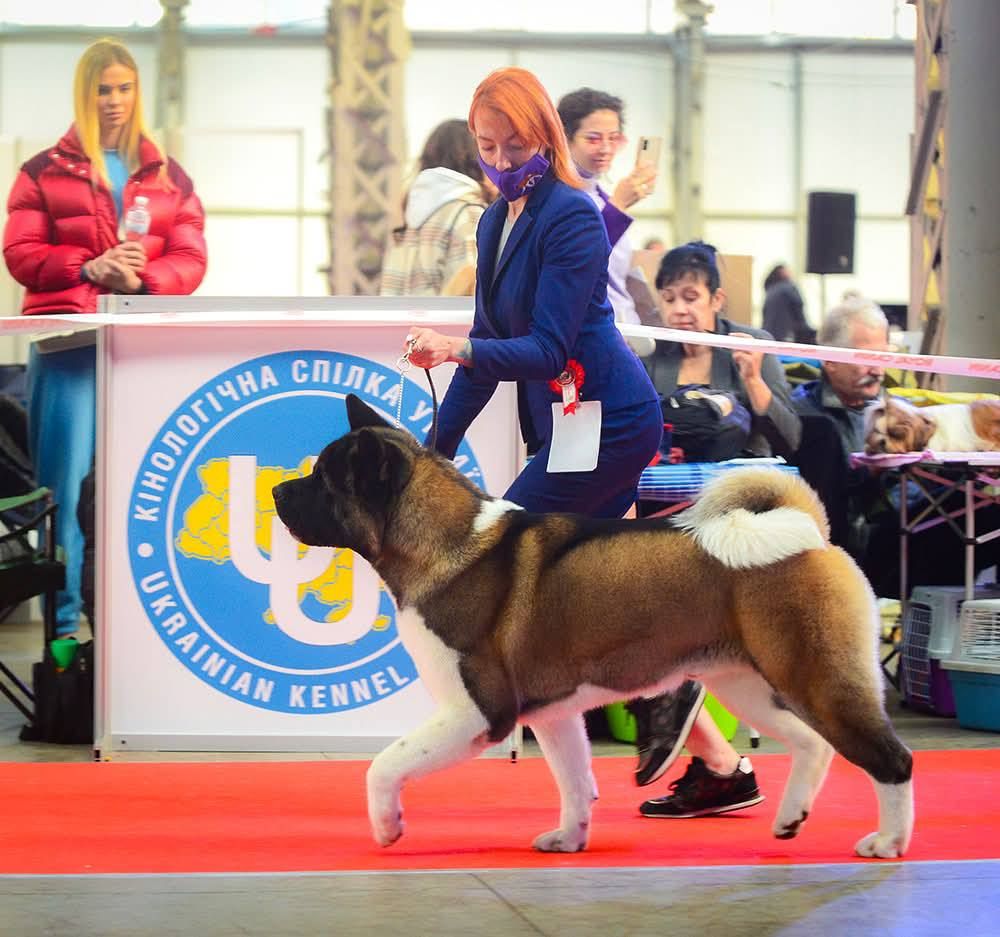 Открываем бронь на крутых щенков Американской акиты