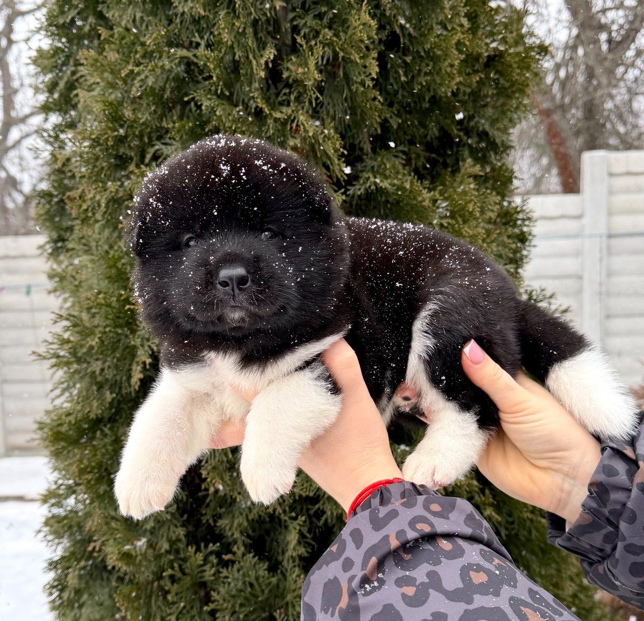 Открываем бронь на крутых щенков Американской акиты