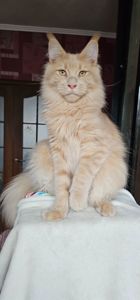 Кремовый мальчик мейн кун