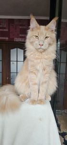 Кремовый мальчик мейн кун