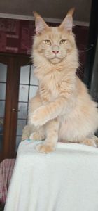 Кремовый мальчик мейн кун