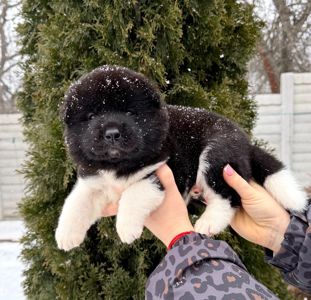 Открываем бронь на крутых щенков Американской акиты