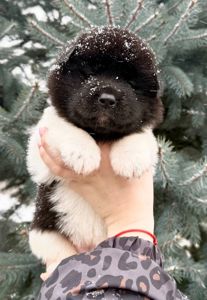 Открываем бронь на крутых щенков Американской акиты