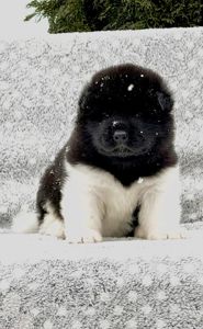 Открываем бронь на крутых щенков Американской акиты