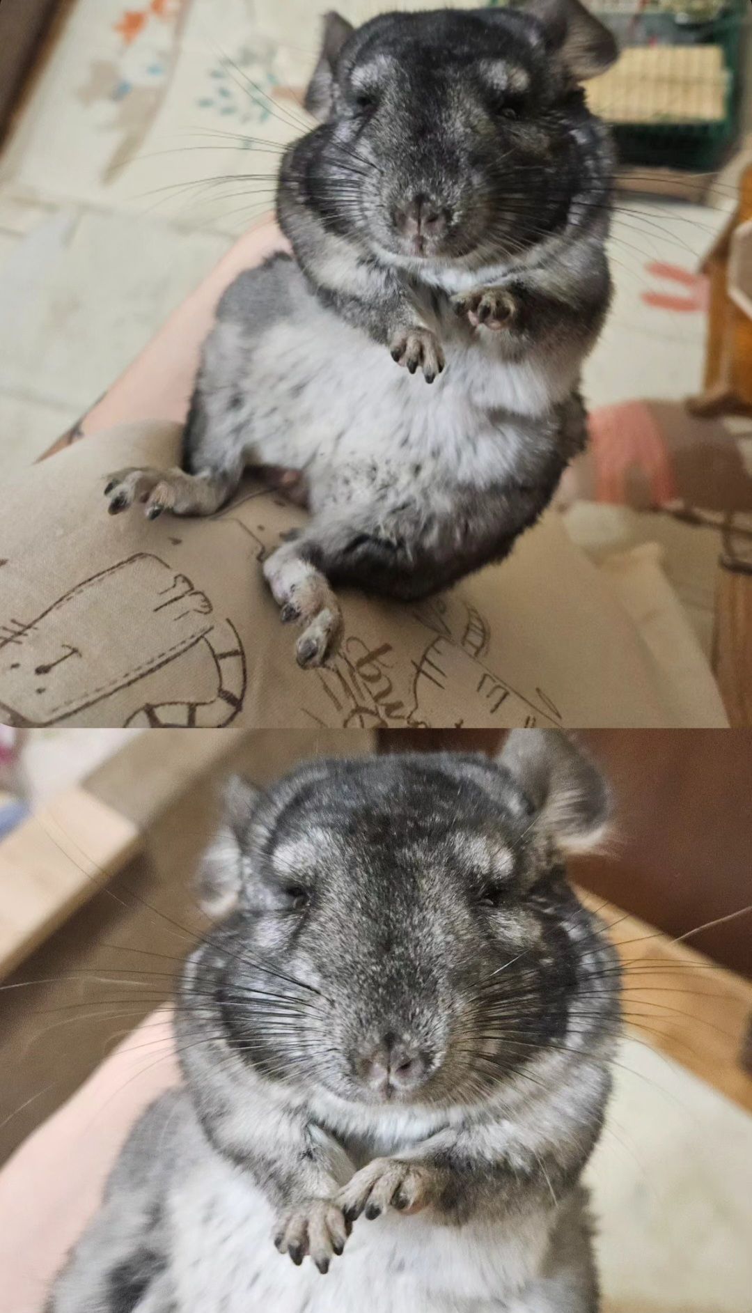 Мальчик Шиншиллы