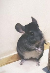 Мальчик Шиншиллы