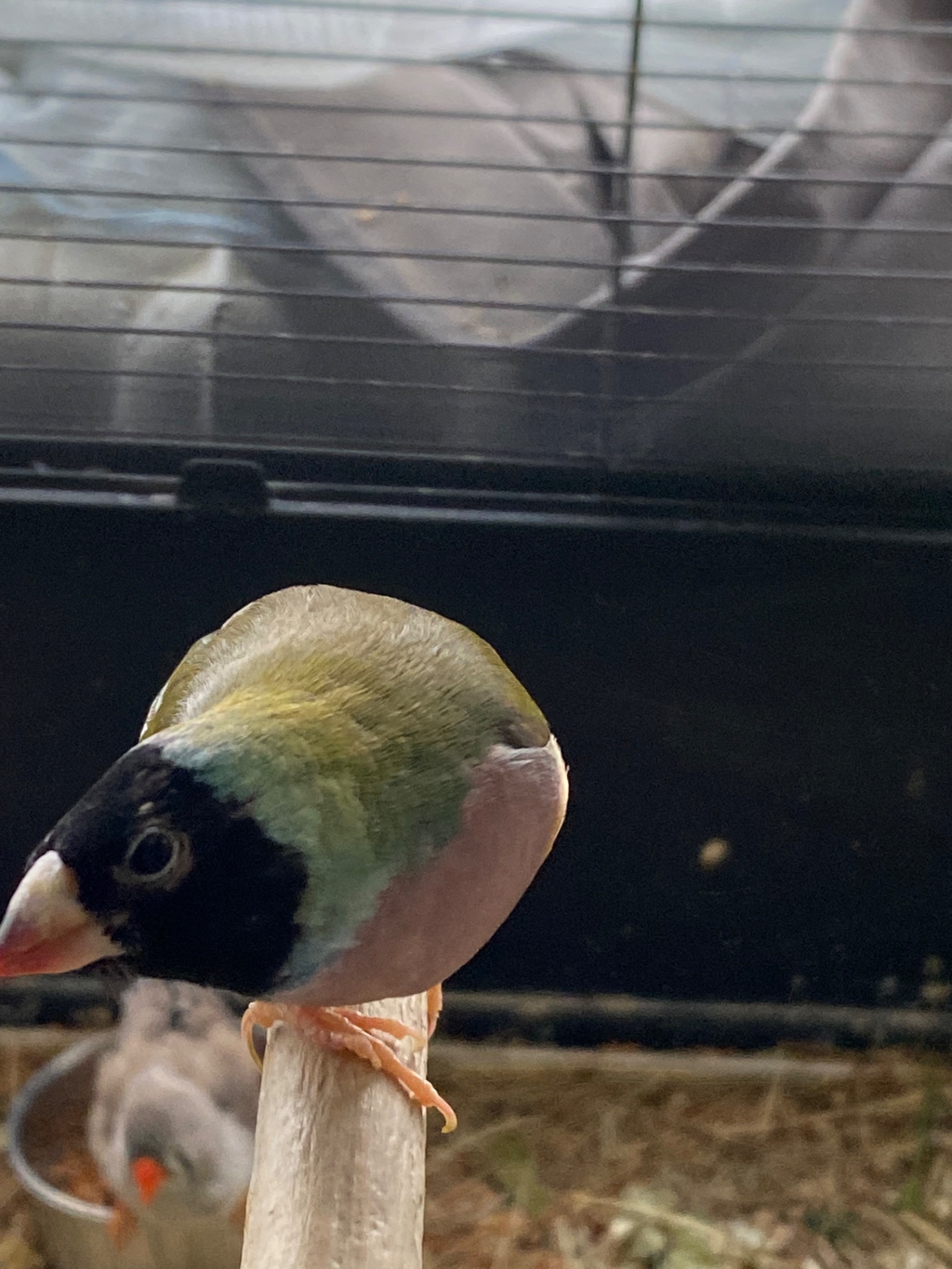 Амадини гульда