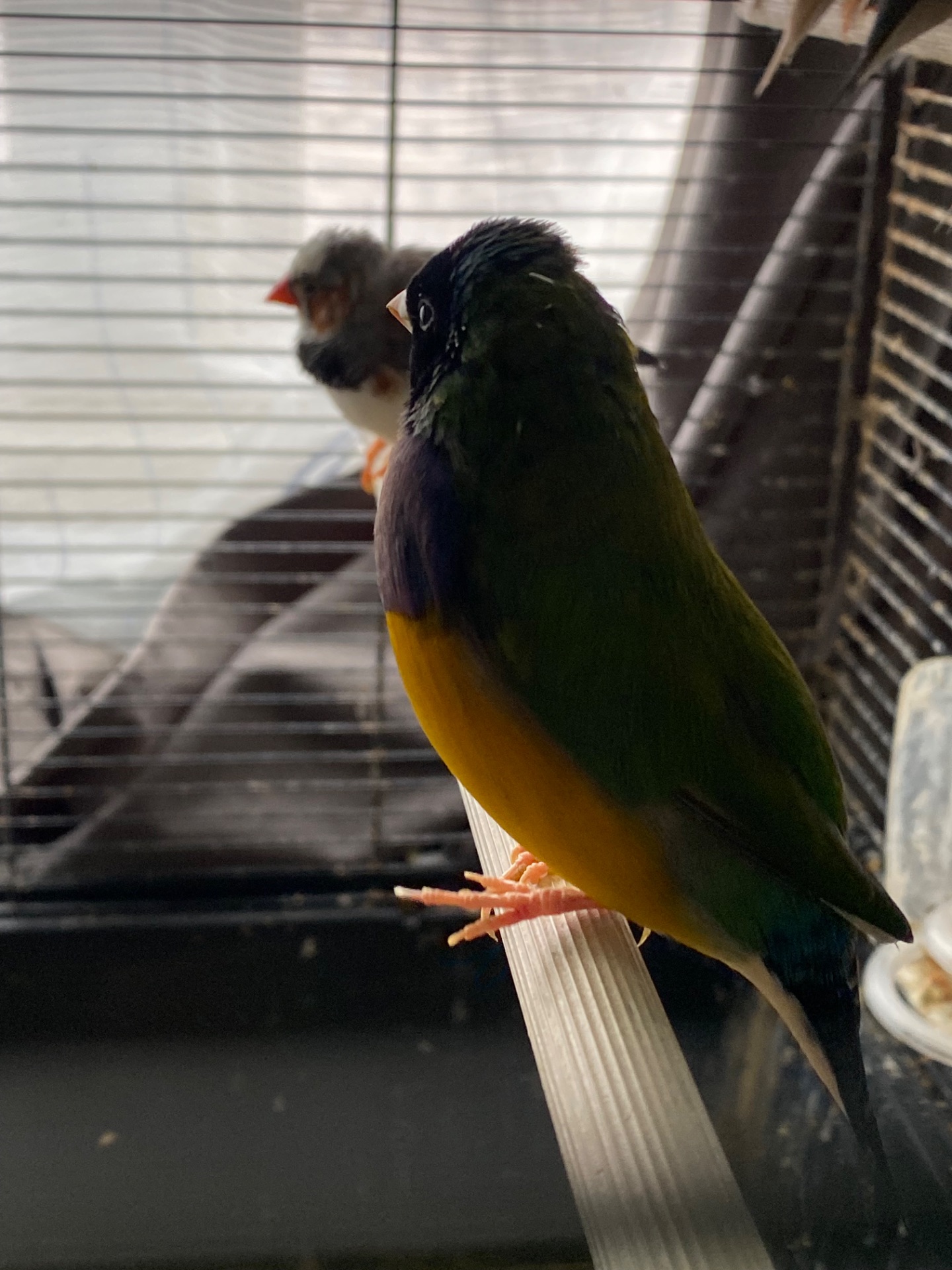 Амадини гульда