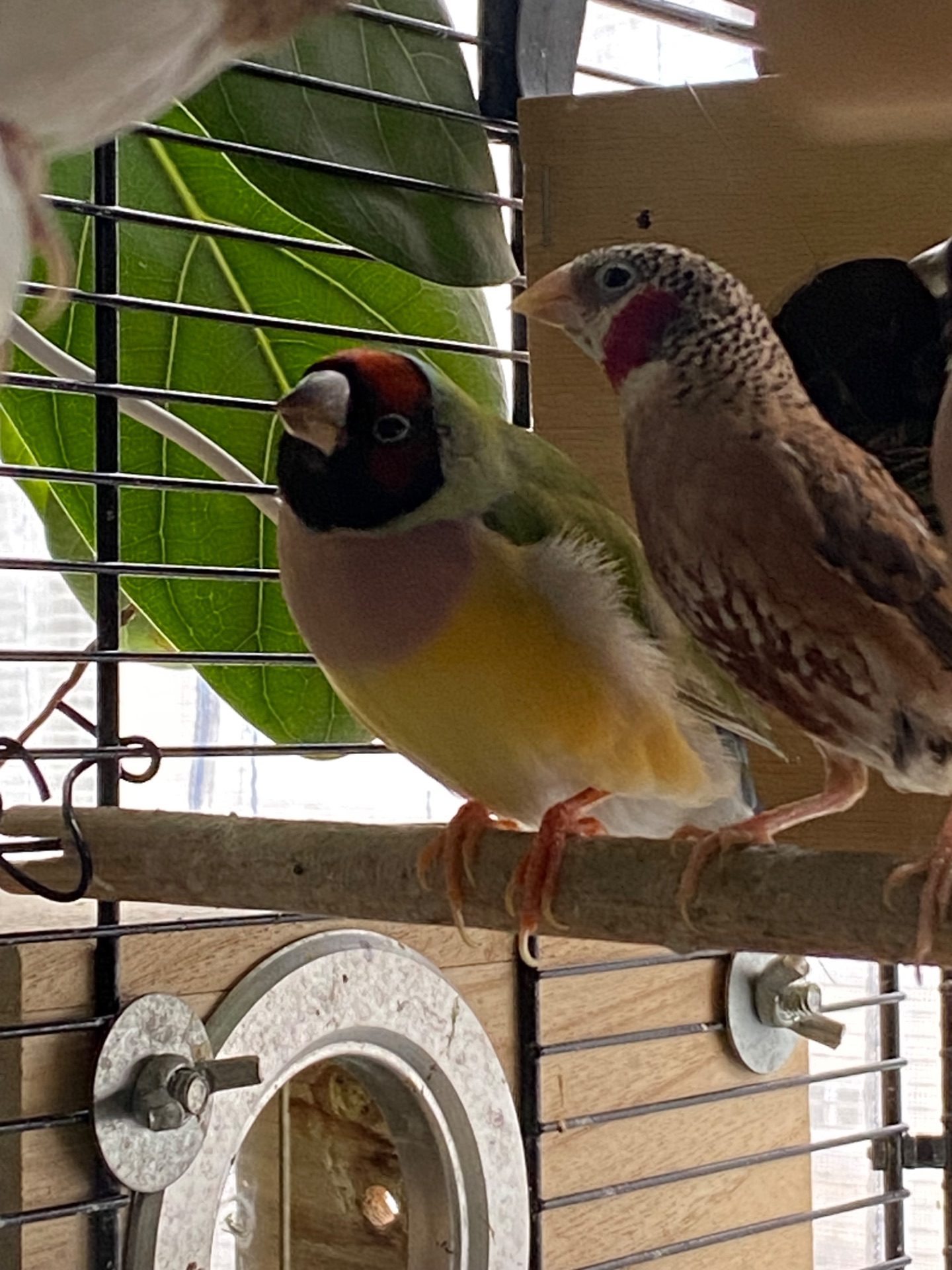 Амадини гульда