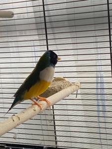 Амадини гульда