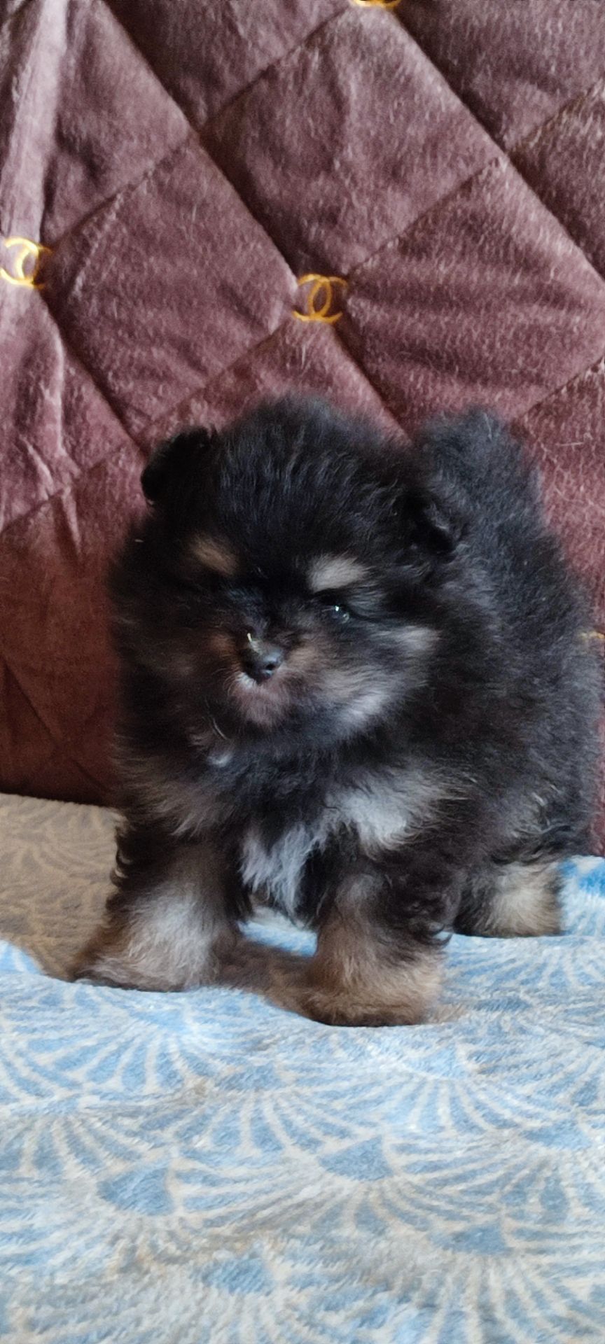 П'ятеро цуценят шпіца чекають на своїх господарів