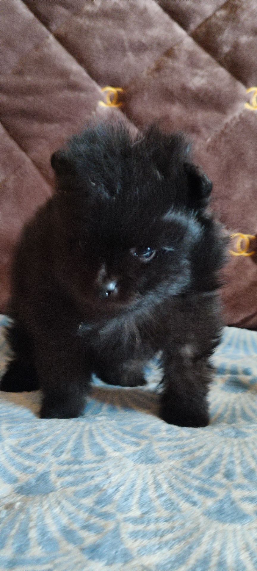 П'ятеро цуценят шпіца чекають на своїх господарів