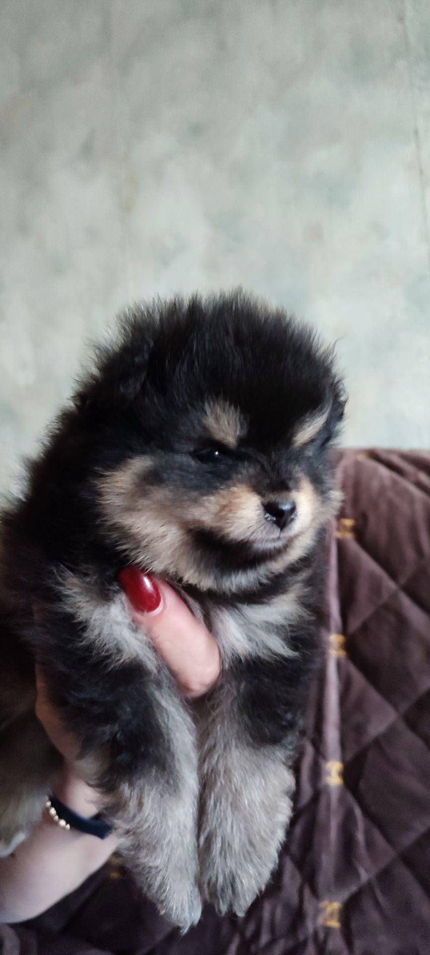 П'ятеро цуценят шпіца чекають на своїх господарів