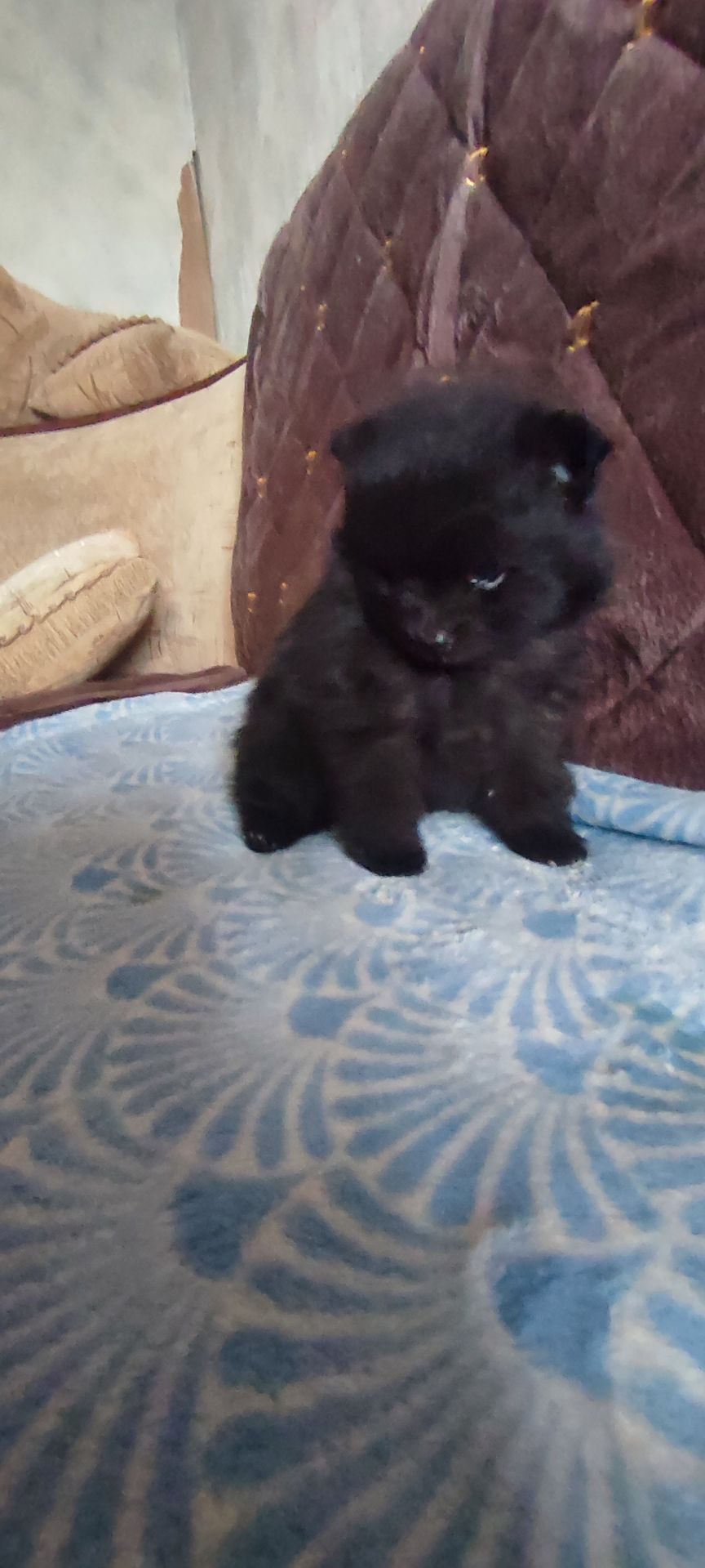 П'ятеро цуценят шпіца чекають на своїх господарів