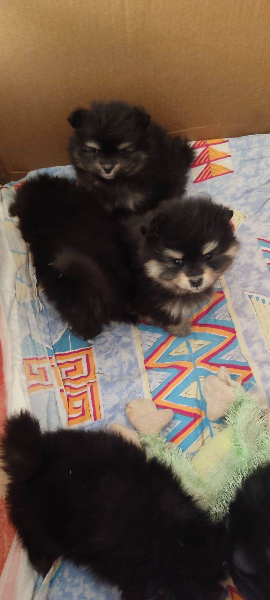 П'ятеро цуценят шпіца чекають на своїх господарів