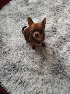 Цуценя Чіхуа