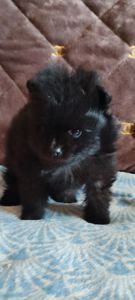 П'ятеро цуценят шпіца чекають на своїх господарів