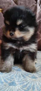 П'ятеро цуценят шпіца чекають на своїх господарів