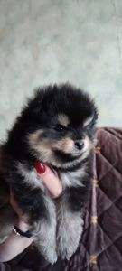 П'ятеро цуценят шпіца чекають на своїх господарів