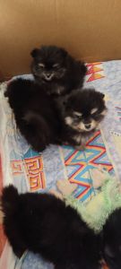 П'ятеро цуценят шпіца чекають на своїх господарів