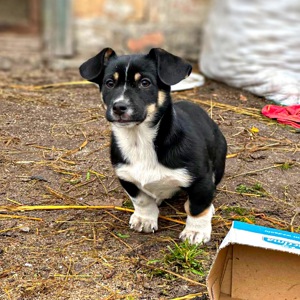 Цуценя хлопчик/дівчинка у добрі руки